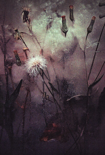 Nature Dead, nº5. - a Photographic Art Artowrk by jose Mila espinosa